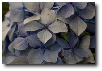flor filtros 8