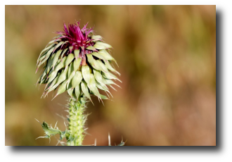 Flor