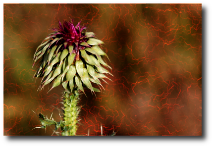 filtros 8