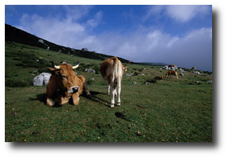 Vacas