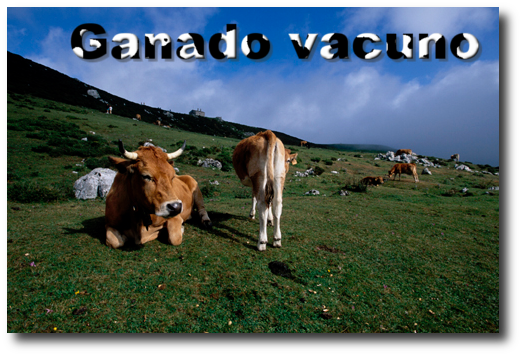 Vacas
