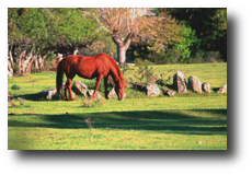 Caballo