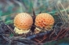 amanita-muscaria