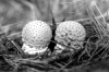 amanita-muscaria