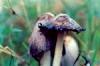 coprinus-comatus