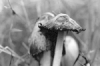 coprinus-comatus