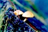 hypholoma-del-aliso