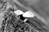 hypholoma-del-aliso