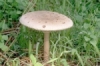 macrolepiota-procera