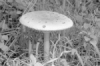 macrolepiota-procera