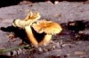 pholiota-penetrans