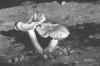 pholiota-penetrans