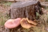 tricholomopsis-rutilans