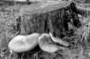 tricholomopsis-rutilans