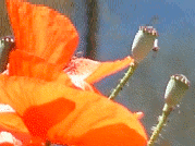amapola