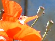 amapola