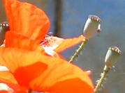 amapola